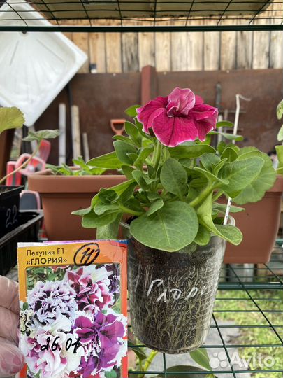 Рассада цветов и овощей