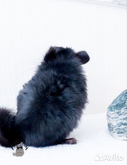 Шиншилла ангора по кличке Лео