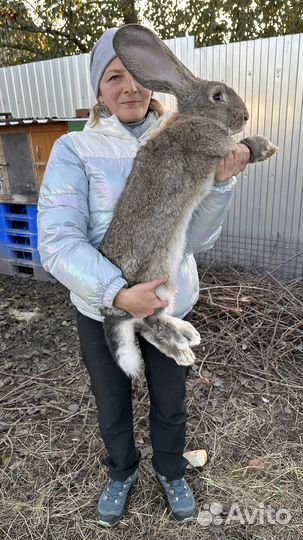 Кролики породы великан и ризен