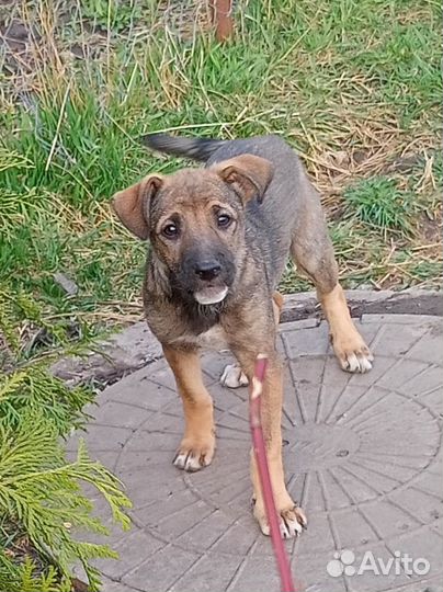 Щенок в добрые руки