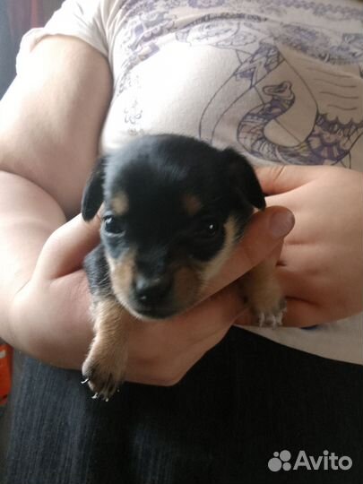 Мини той-терьер