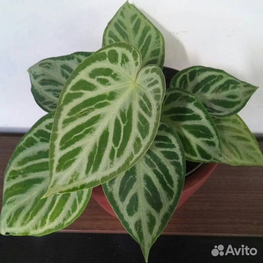 Антуриум и разное