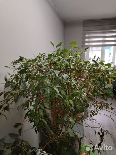 Горшечные растения