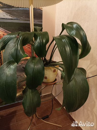 Продам цветок Эухариса