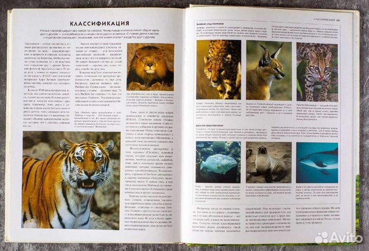 Животные мира: Энциклопедия. Джексон Том