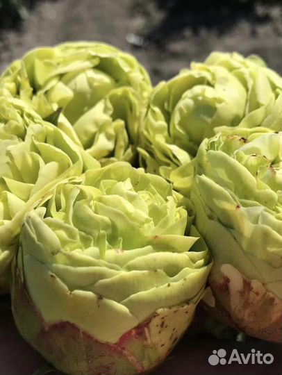 Пион Луна Фортуна