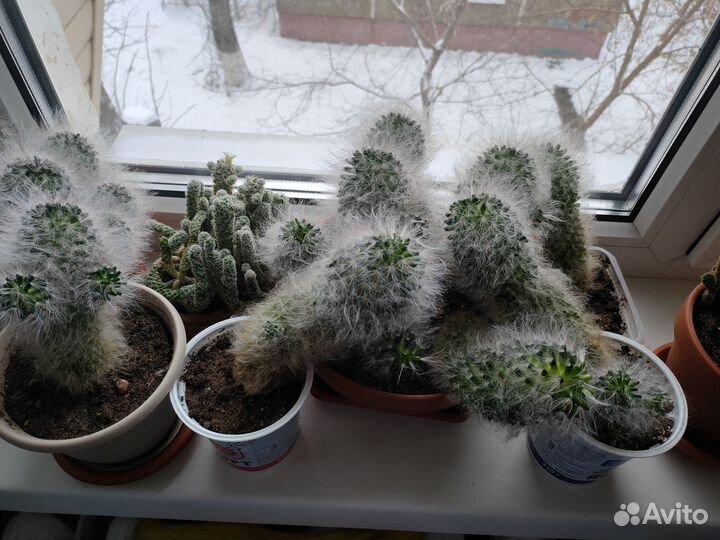 Пушистый кактус - мамиллярия бокасана