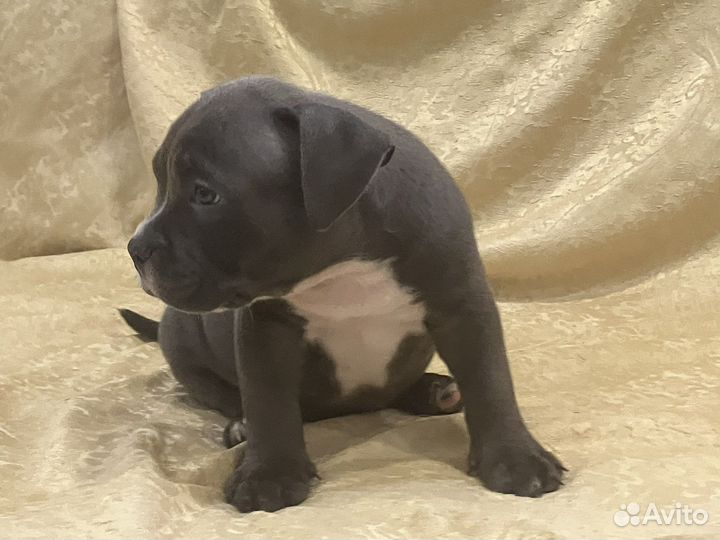 Американский булли покет щенки