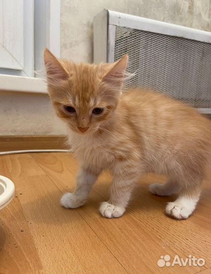 Брат с сестрой ищут дом