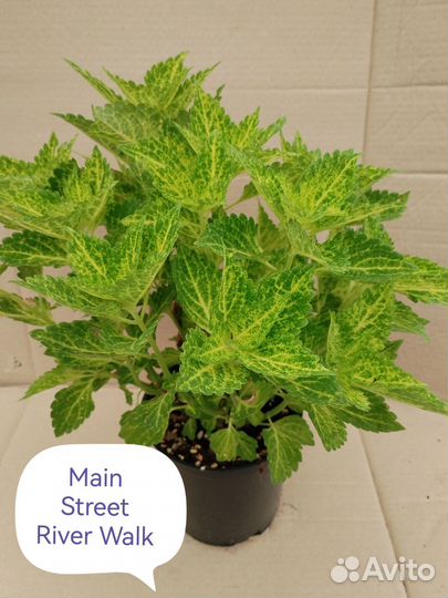 Колеусы вегетативные