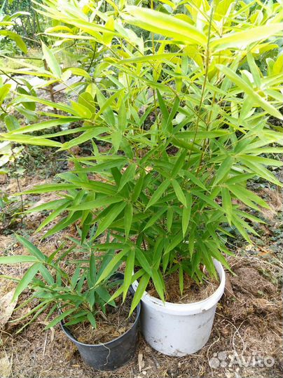 Декоративные растения