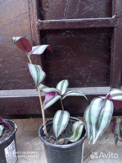 Традесканция зебрина, хлорофитум