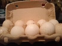 Индюшиное инкубационное яйцо