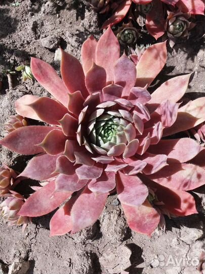 Молодило каменная роза 20 сортовг