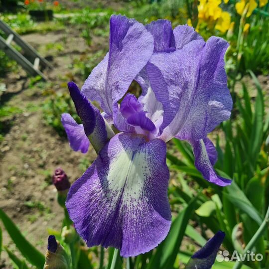 Ирисы бородатые