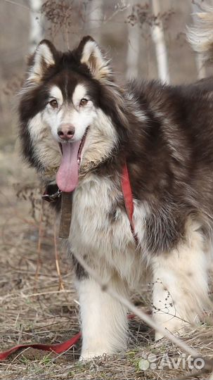 Хаски Янатрь ищет дом