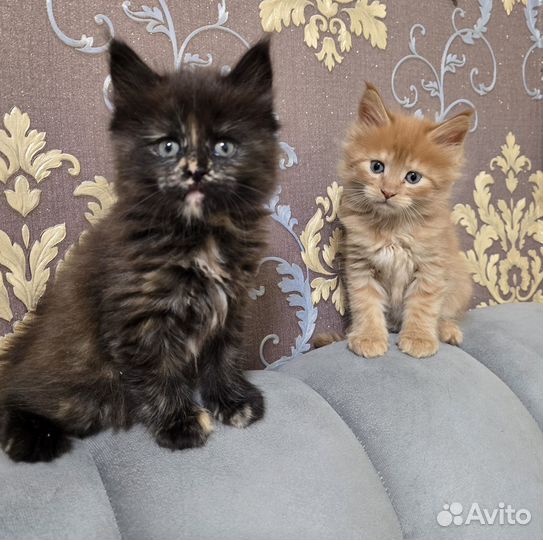 Котята мейн-кун