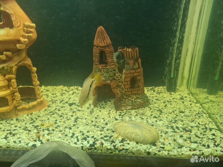 Рыбки, сальвини,северум, блю демпси