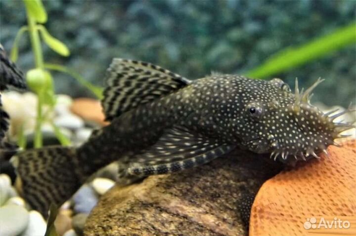 Анциструс обыкновенный