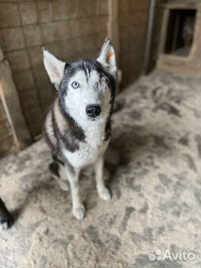 Сибирский хаски