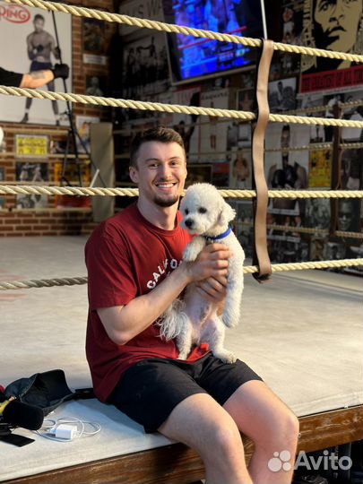 Вязка с мальчиком Бишон Фризе