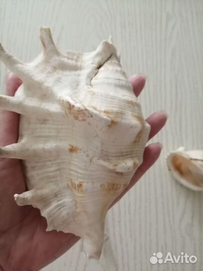 Набор морских Ракушек