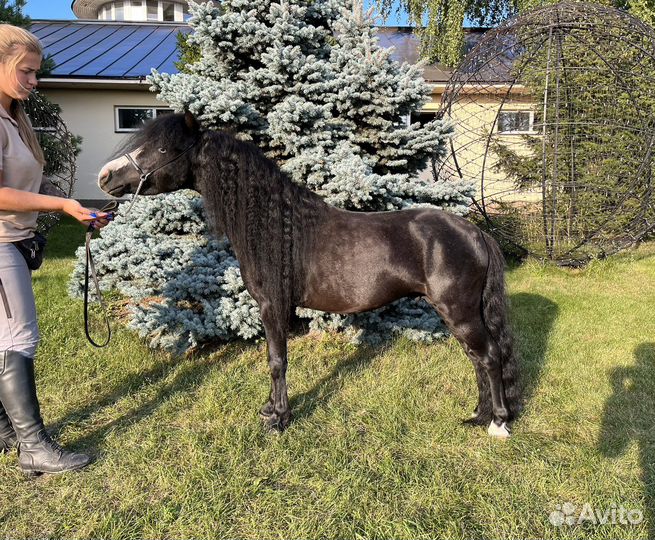 Американская миниатюрная лошадь (мини-пони)