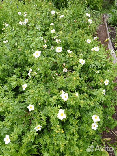 Ассортимент растений