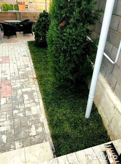 Рулонный газон