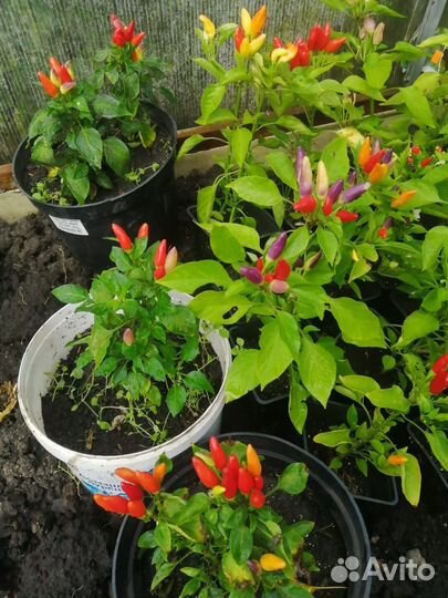 Перец-цветочек Чили