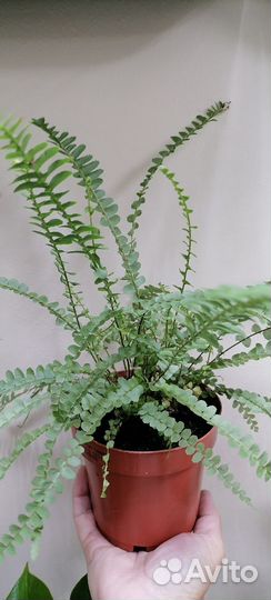 Папоротник нефролепис дафин