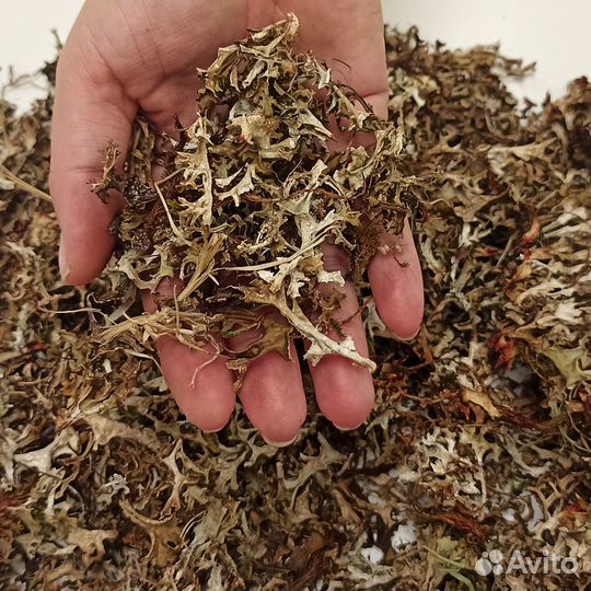 Исландский мох (Цетрария), цена за 1 кг от 30 кг