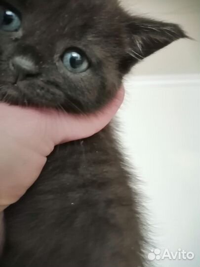 Котенок в дар