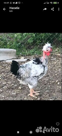 Петухи пород Голошейка, Хохлатая Возраст 7-8 мес