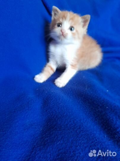 Рыжий котик