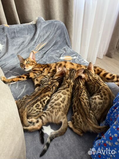 Бенгальская Кошка