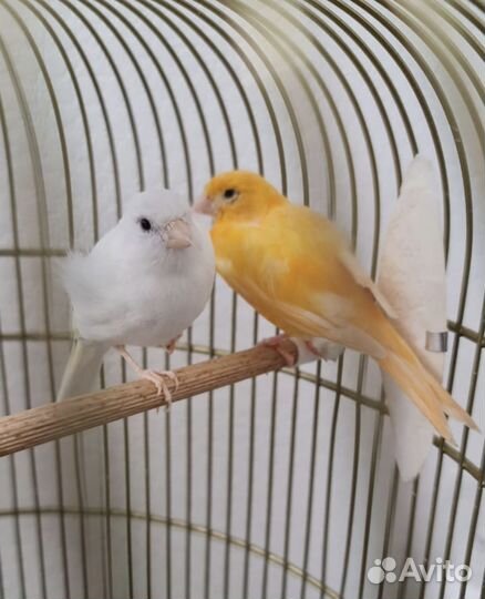 Кенара ручные и канарейки файф фенси