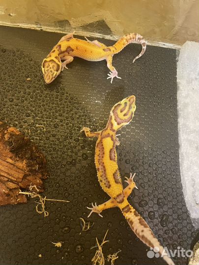 Ящерица эублефар