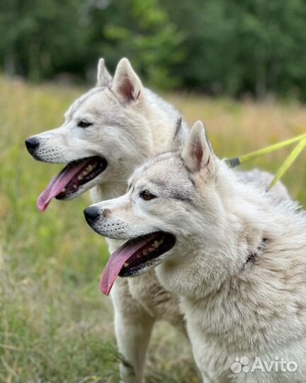 Передержка собак