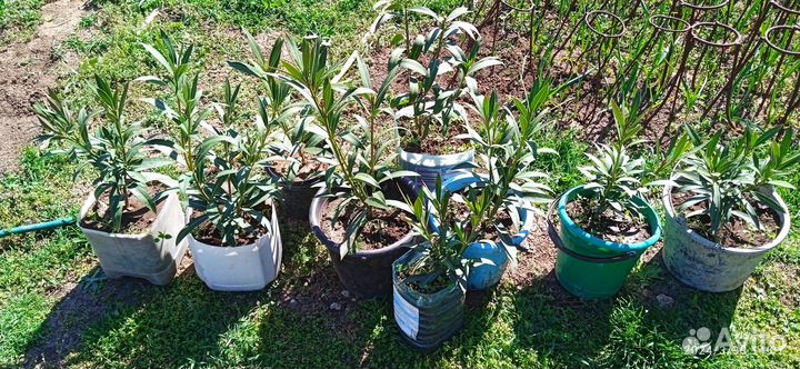 Олеандр обычный. Розовый