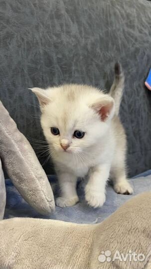 Британская кошка