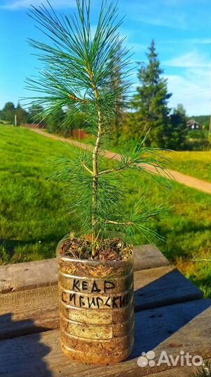 Кедр сибирский