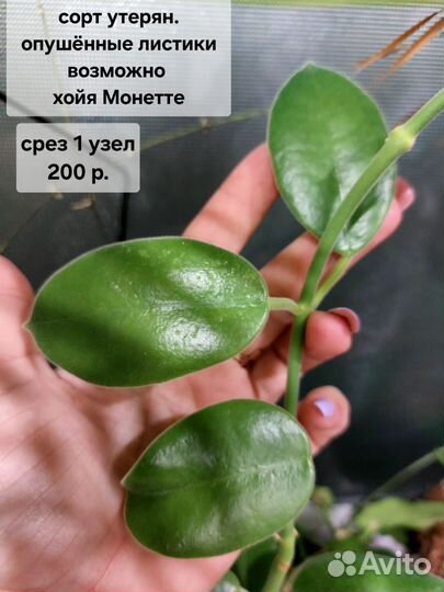 Хойя срезом (1 часть)