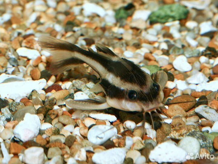 Поющий сомик платидорас,Гуппи Малахит