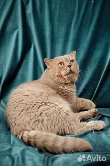 Британский кот
