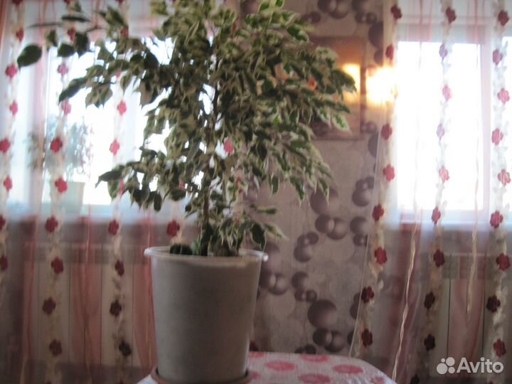 Фикус бенджамина