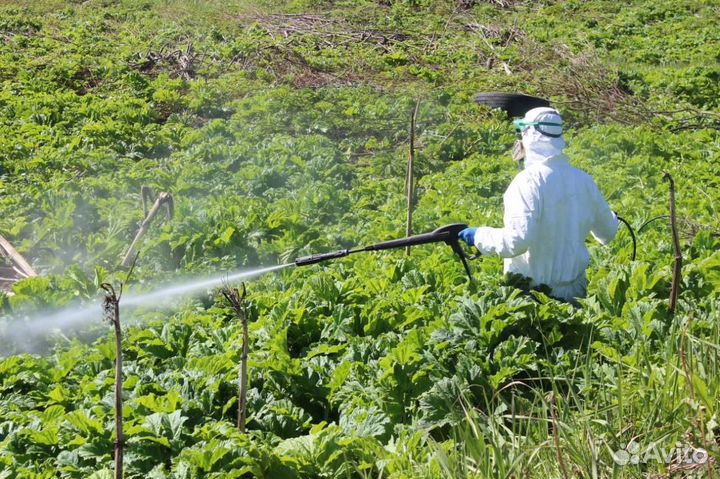 Клопов тараканов клещей комаров борщевика плесени