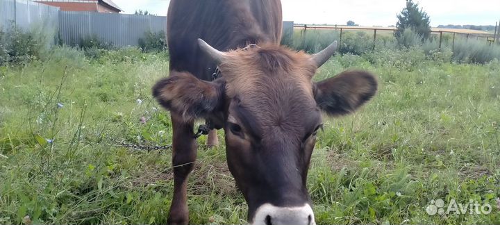 Нетель швиц