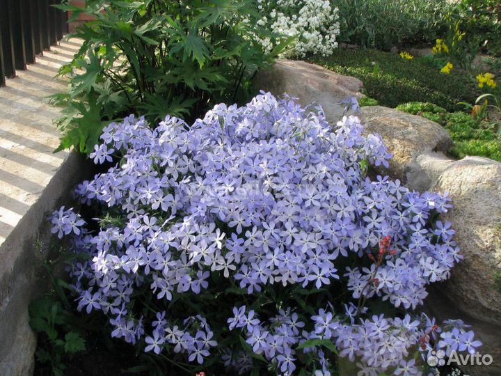 Флокс растопыренный Блю парфюм и другие цветущие