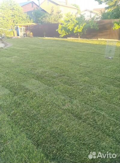 Рулонный газон от производителя с доставкой